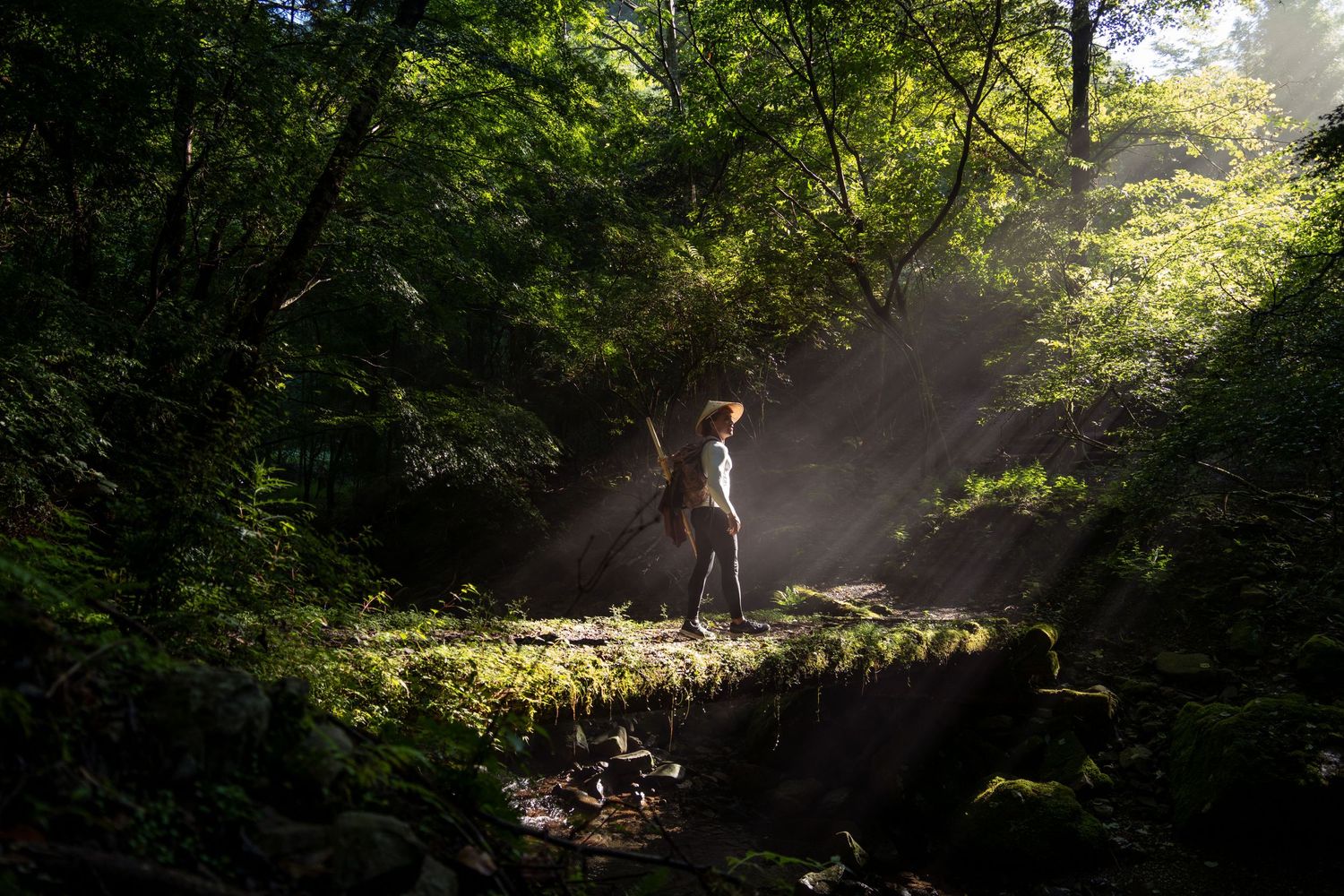Sunlight streaming through trees in a misty Japanese forest.