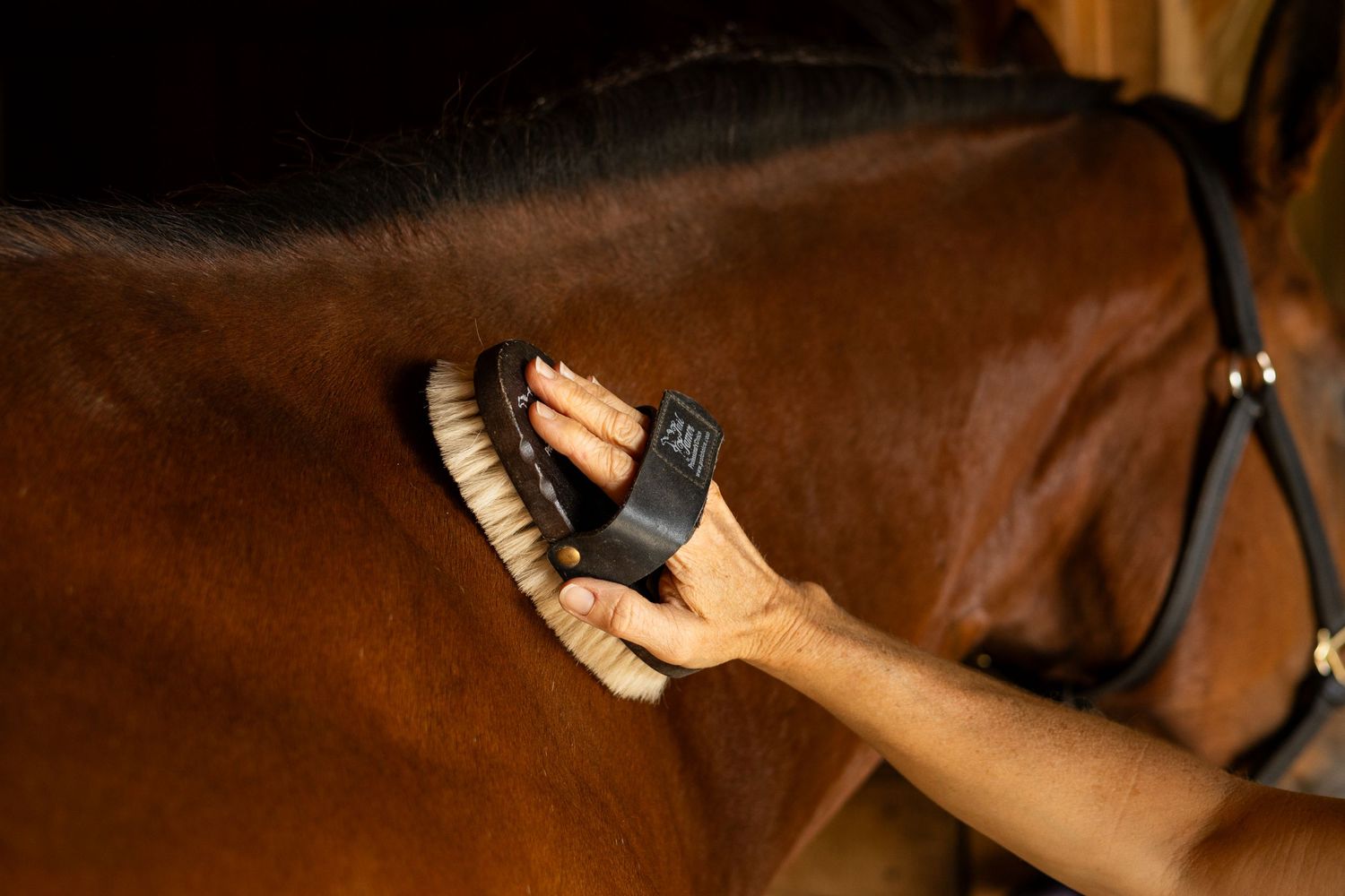 Hand brushing a brown horse's coat with a circular grooming brush.