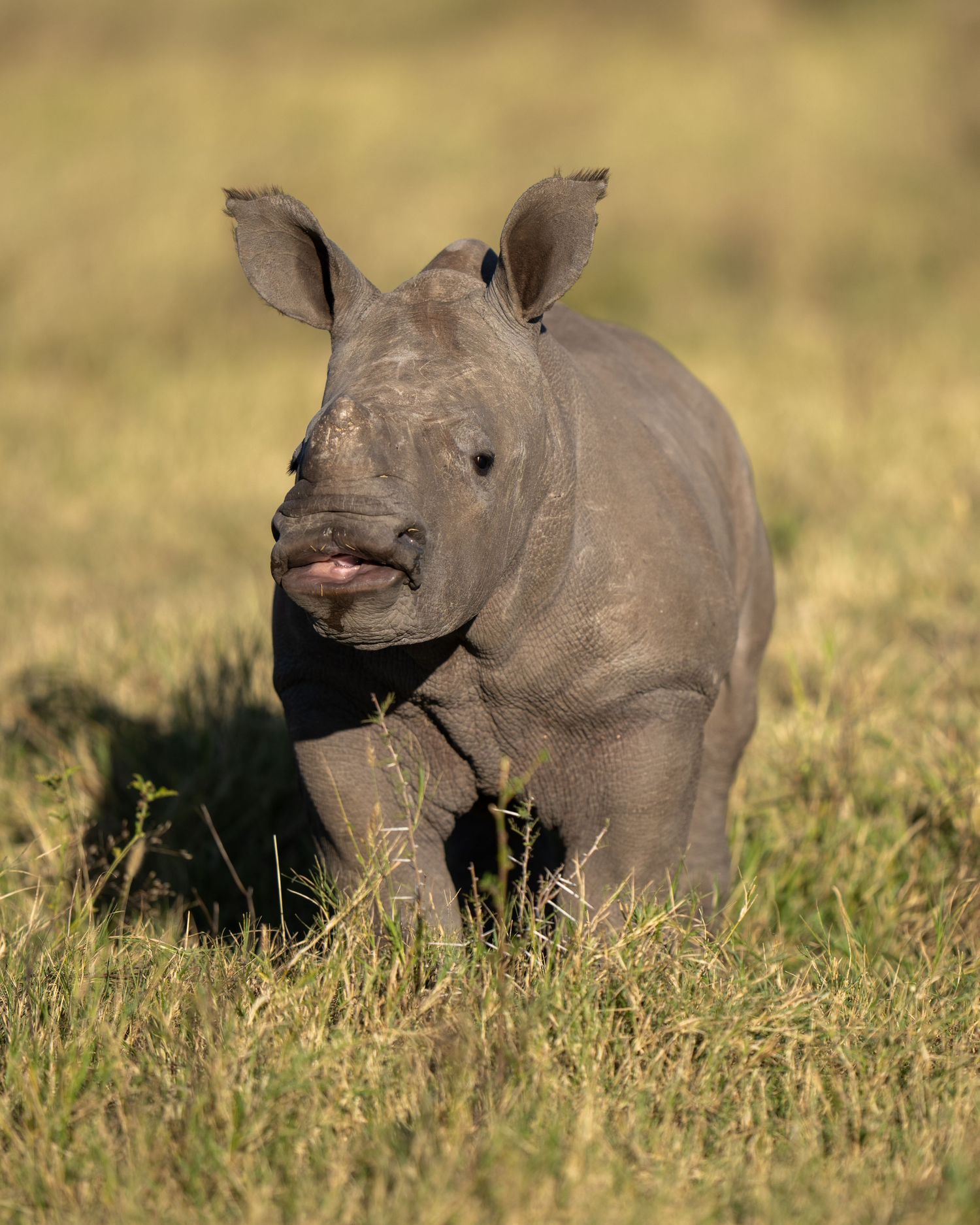 White rhinoceros calves grazing in tall grass during golden hour.