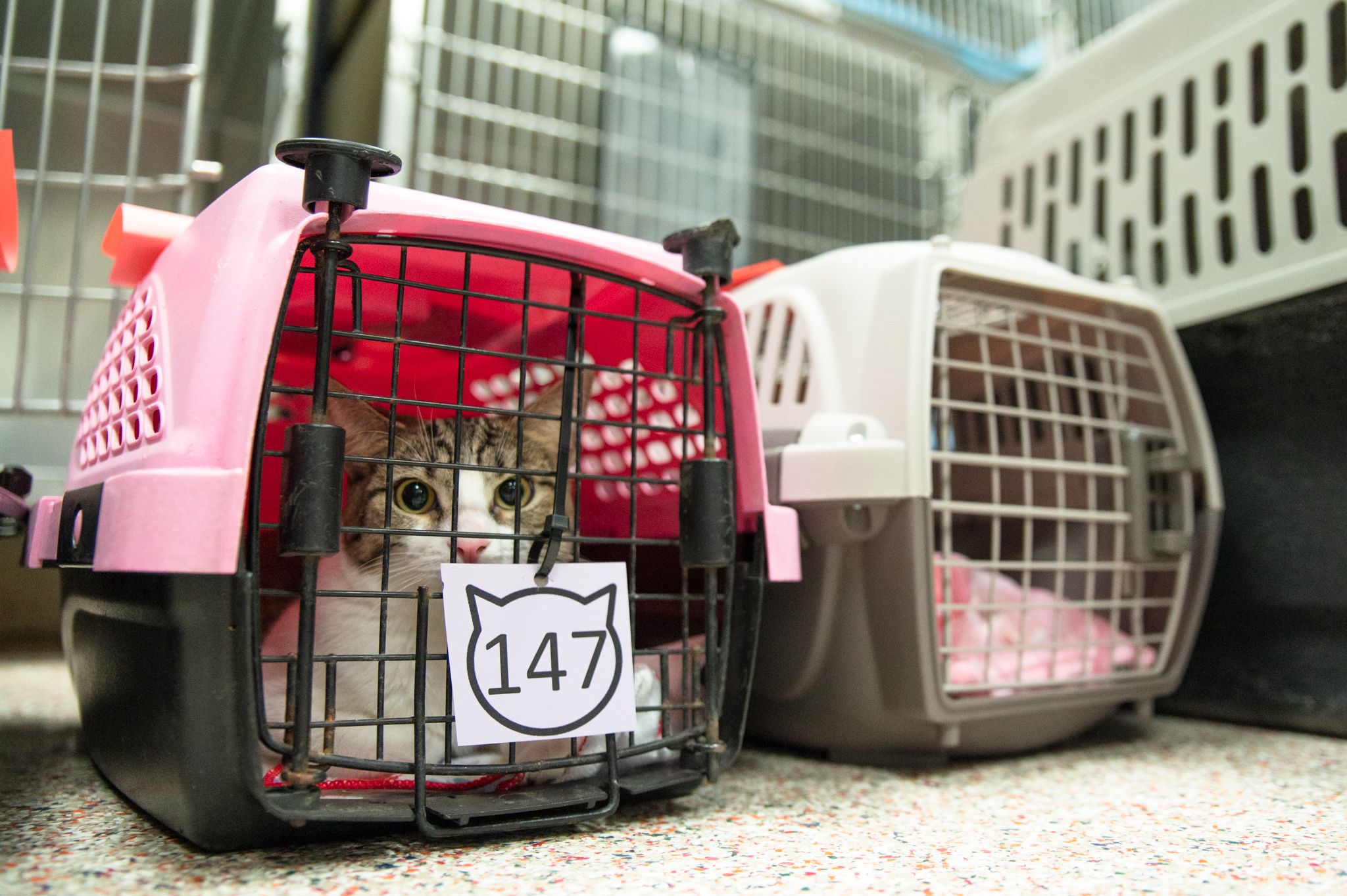 cats in kennels at a Houston animal shelter