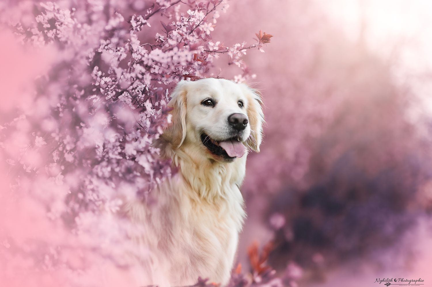 Golden retriever dans les cerisier de Meuse pour sa séance photo proche de Verdun par un photographe professionnel