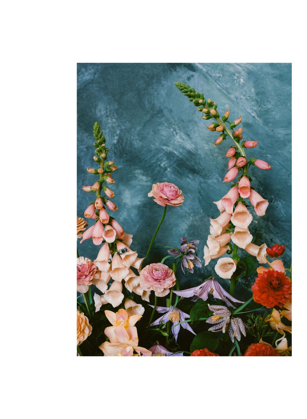 Pink and coral flowers including foxgloves arranged against a moody blue textured background.