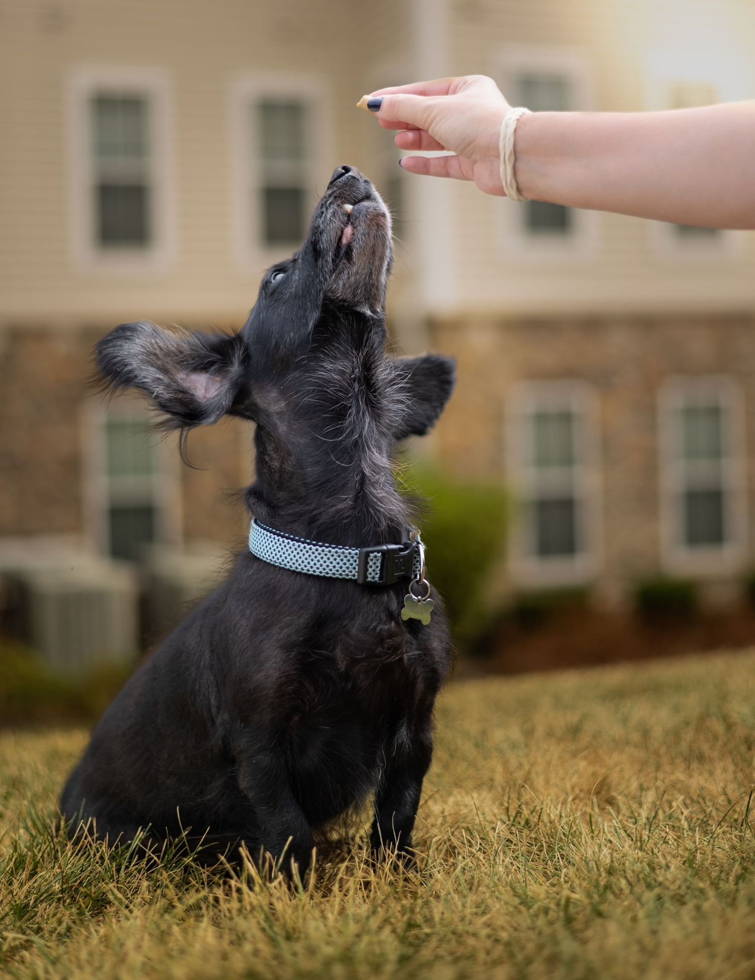 Small black dog with blue collar looking up at a hand offering a treat in a grassy outdoor setting.