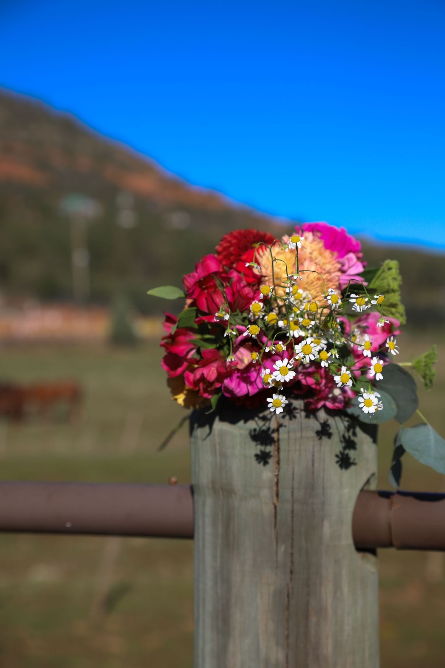 Maternity Photography Cowboy Payson AZ Nature Photography Outside photos Creek Photography Gila county Photography Senior Session
