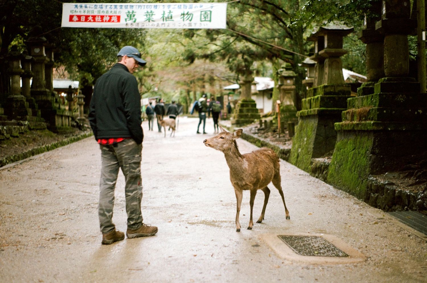 Wild deer interacting with visitor on stone path surrounded by lanterns.