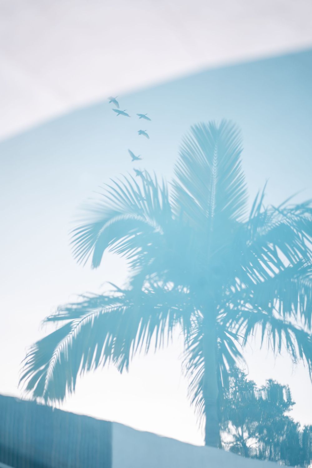 Silhouette of palm tree against light blue sky with birds flying overhead.