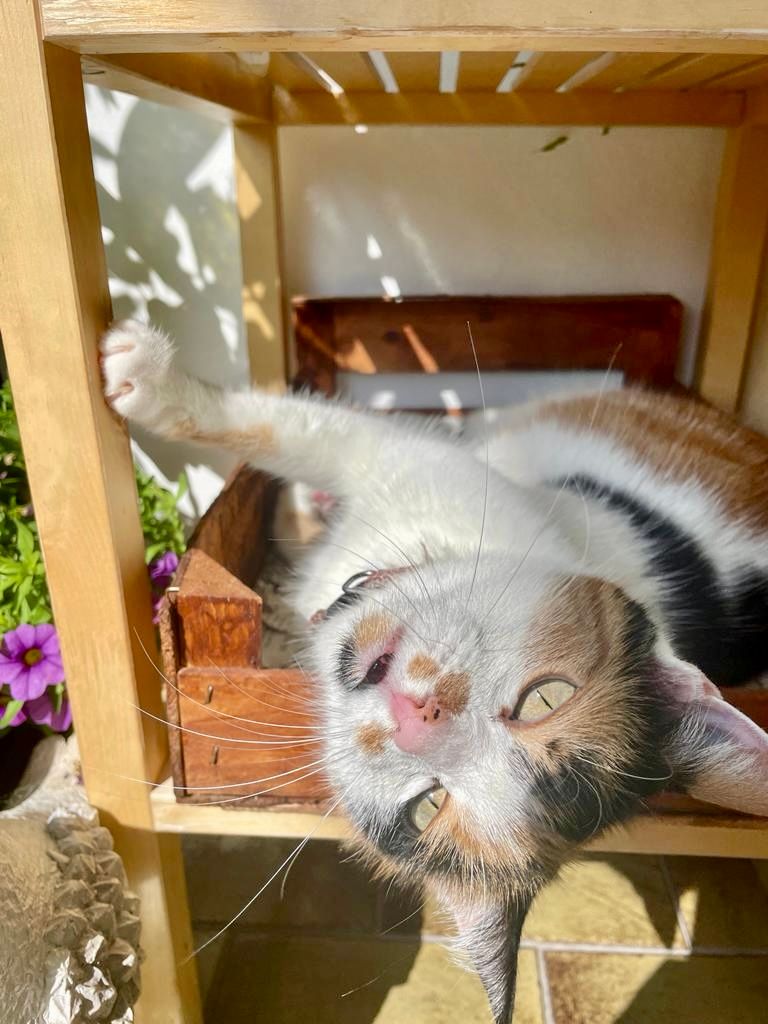 A playful calico cat lying on its back on a wooden shelf, reaching up with its paw in sunny garden setting.