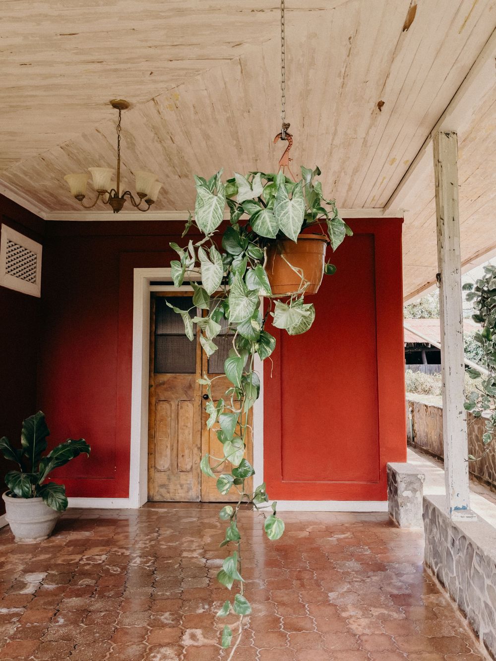 A hanging pothos plant on a covered porch with red walls, wood ceiling, chandelier, and rustic wooden door.