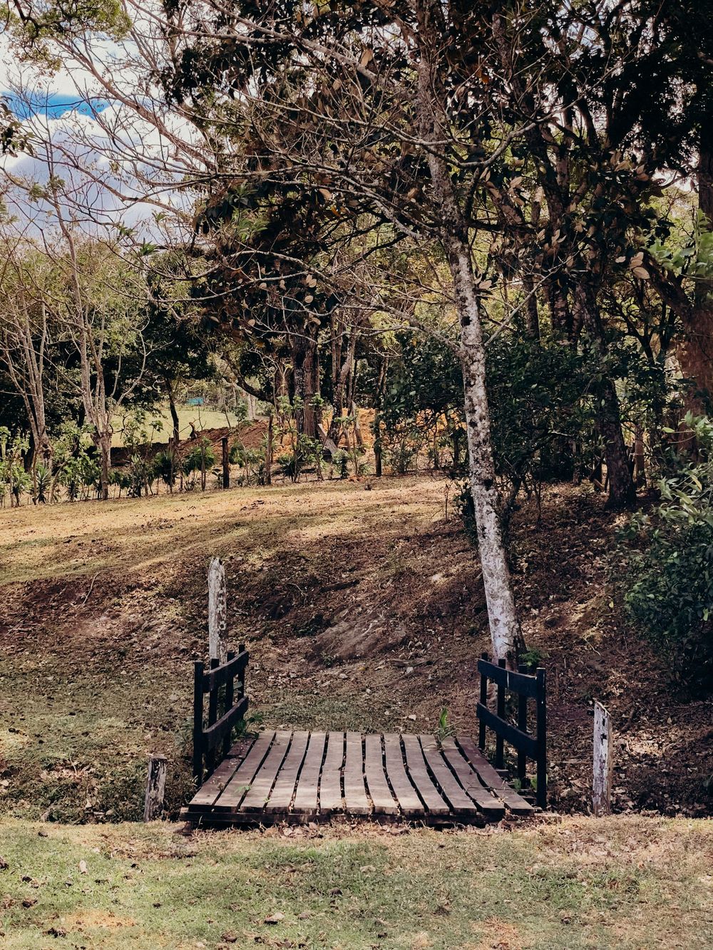 A rustic wooden footbridge flanked by tall trees in a sunlit park with lush greenery and open grassland.