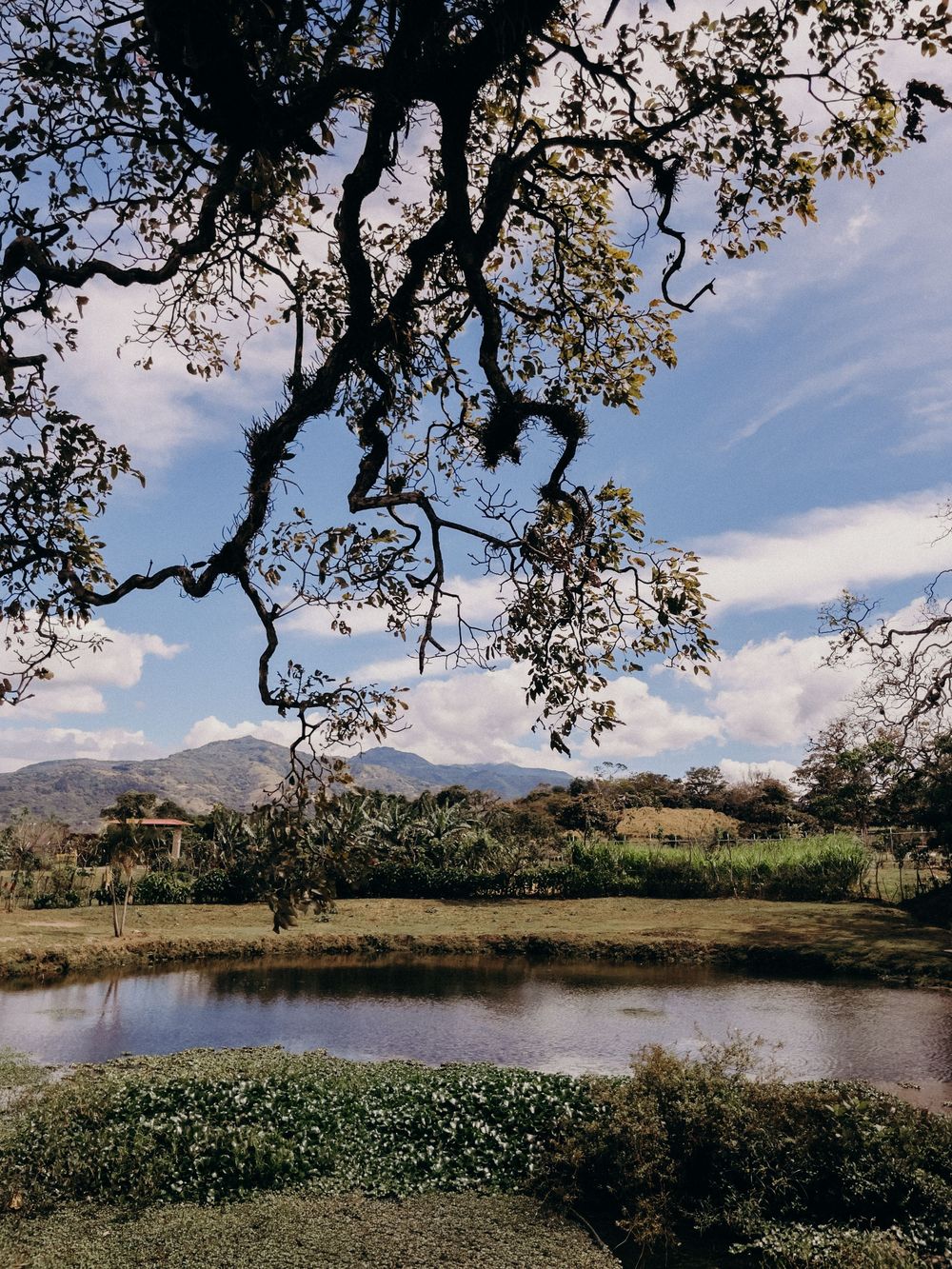 Serene pond surrounded by lush greenery and gnarled trees with mountains and blue sky in the background.