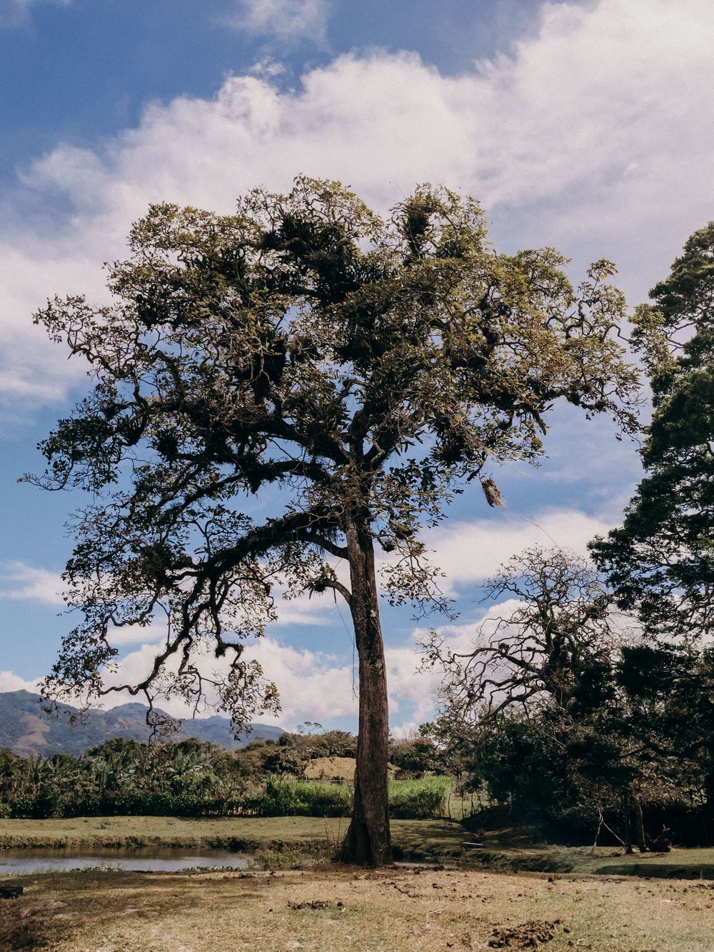 Tall solitary tree with sprawling branches stands in a tropical landscape with mountains and cloudy blue sky.