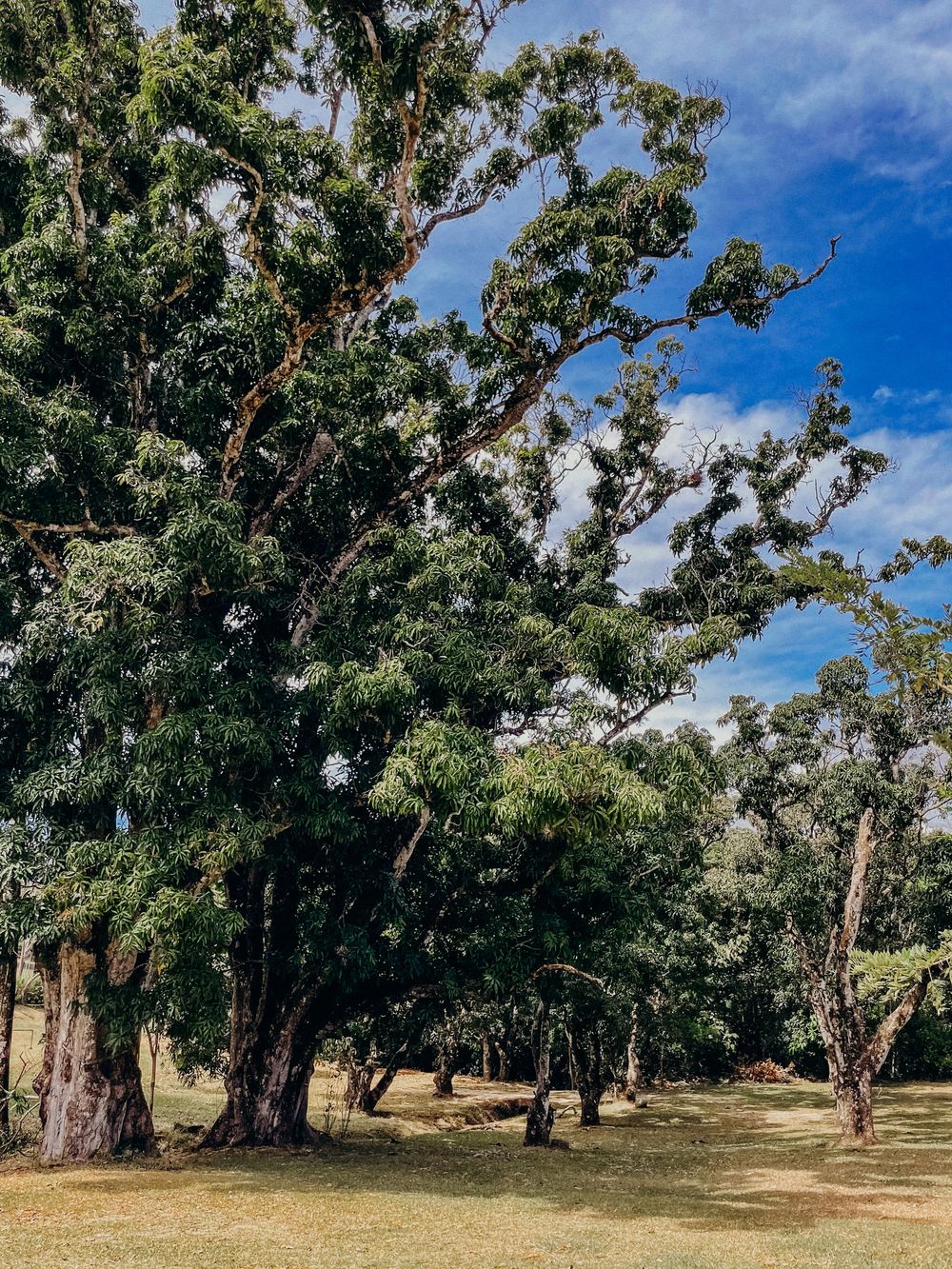 Lush green trees with sprawling branches in a sunny park with manicured grass and blue sky with clouds.