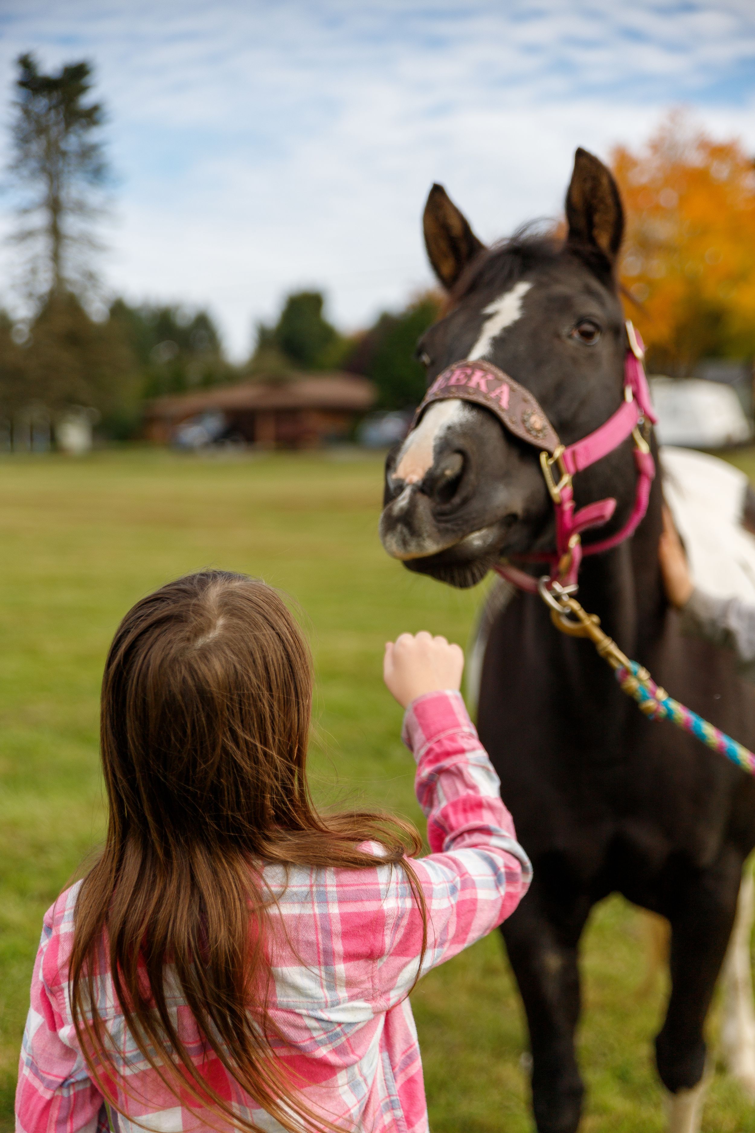 Person in plaid shirt reaching up to pet large black horse wearing pink halter.