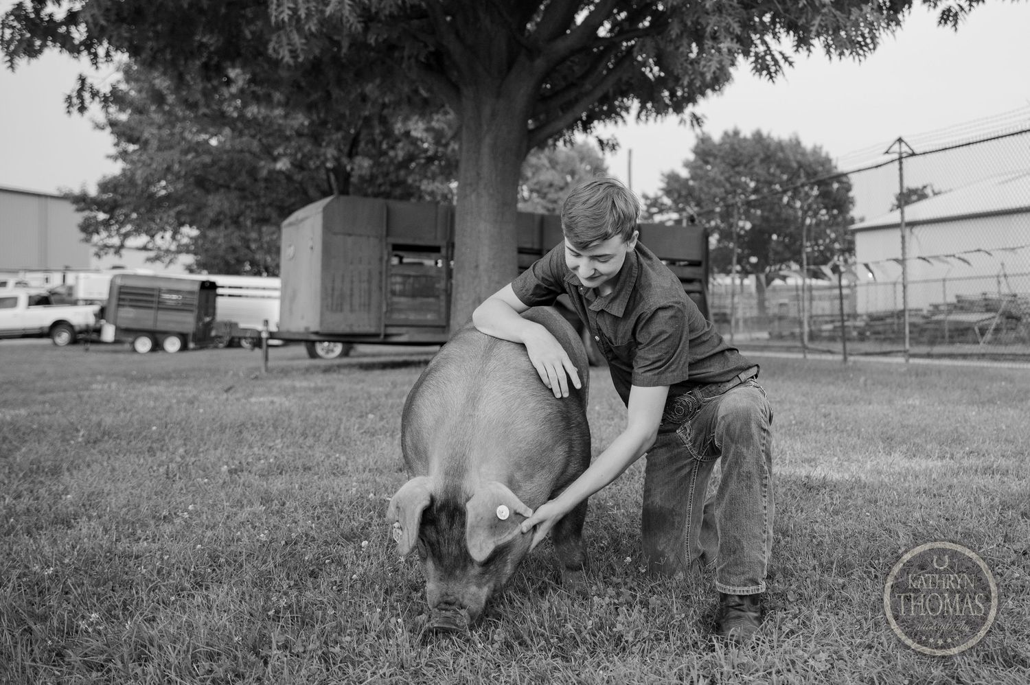 A black and white photo shows someone tending to a show pig on grassy grounds.