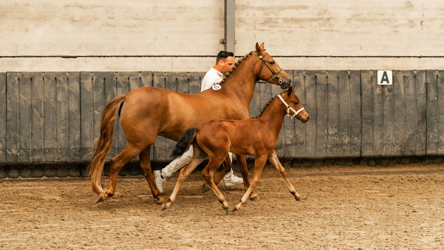 Two chestnut horses running together in an indoor training arena.
