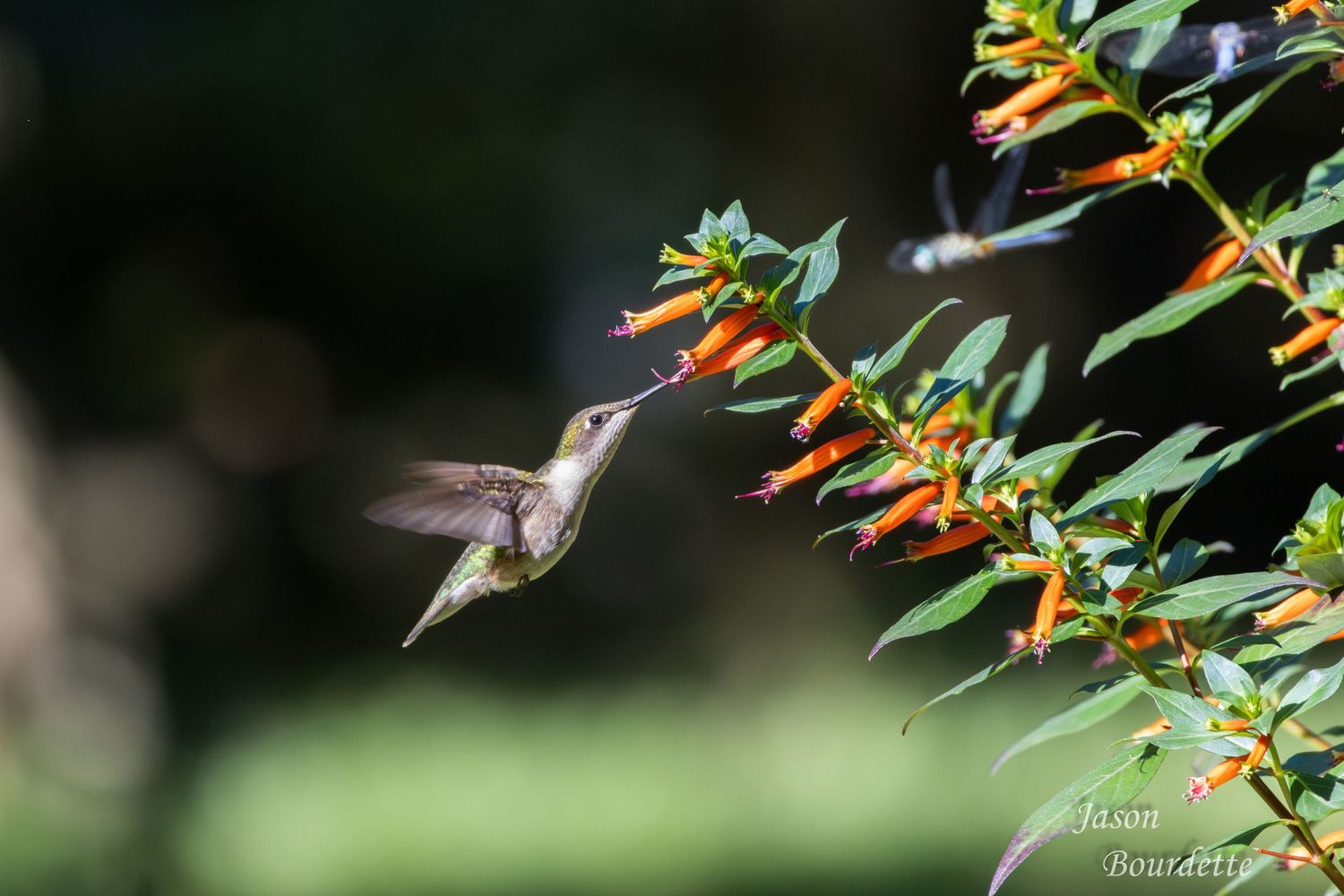 Hummingbird looking for sweet nectar