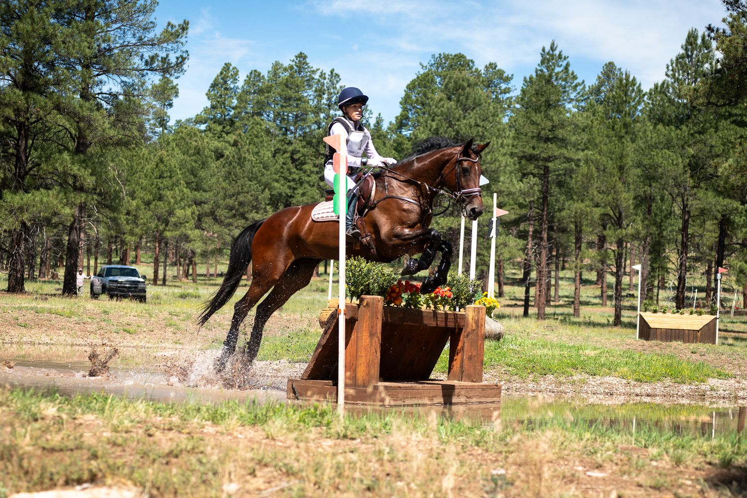 A horse and rider jumping over a cross country obstacle in a wooded pine forest setting.