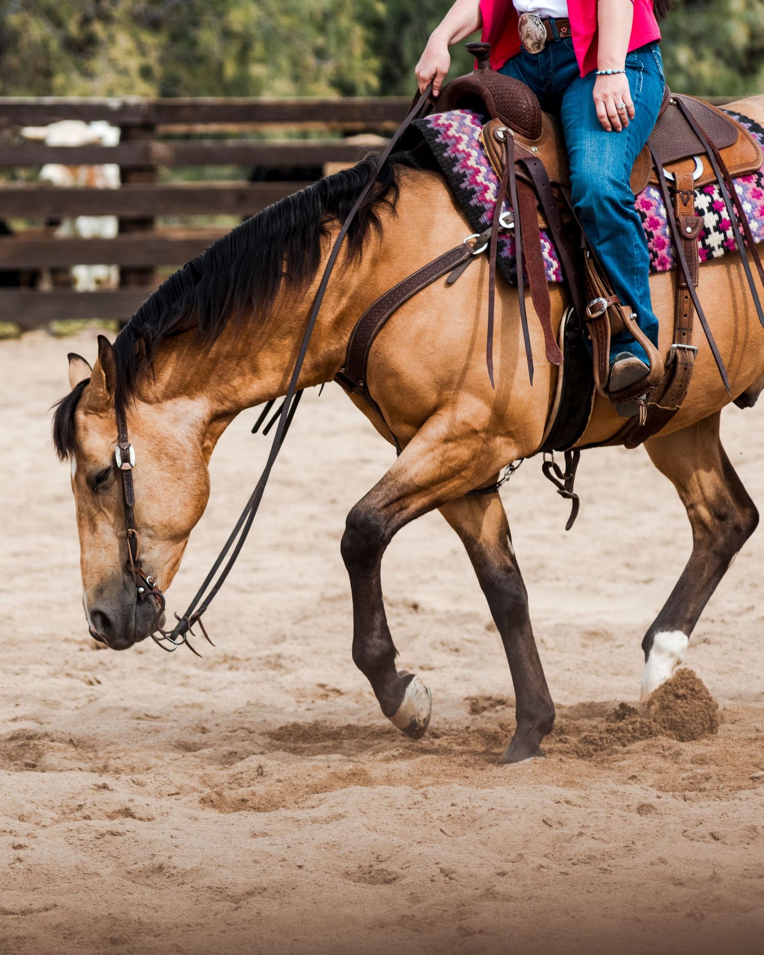 Close-up of a horse wearing colorful tack and western gear during competition.