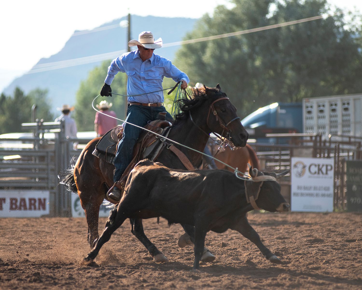 Cowboy on horseback working with cattle in rodeo arena during competition.