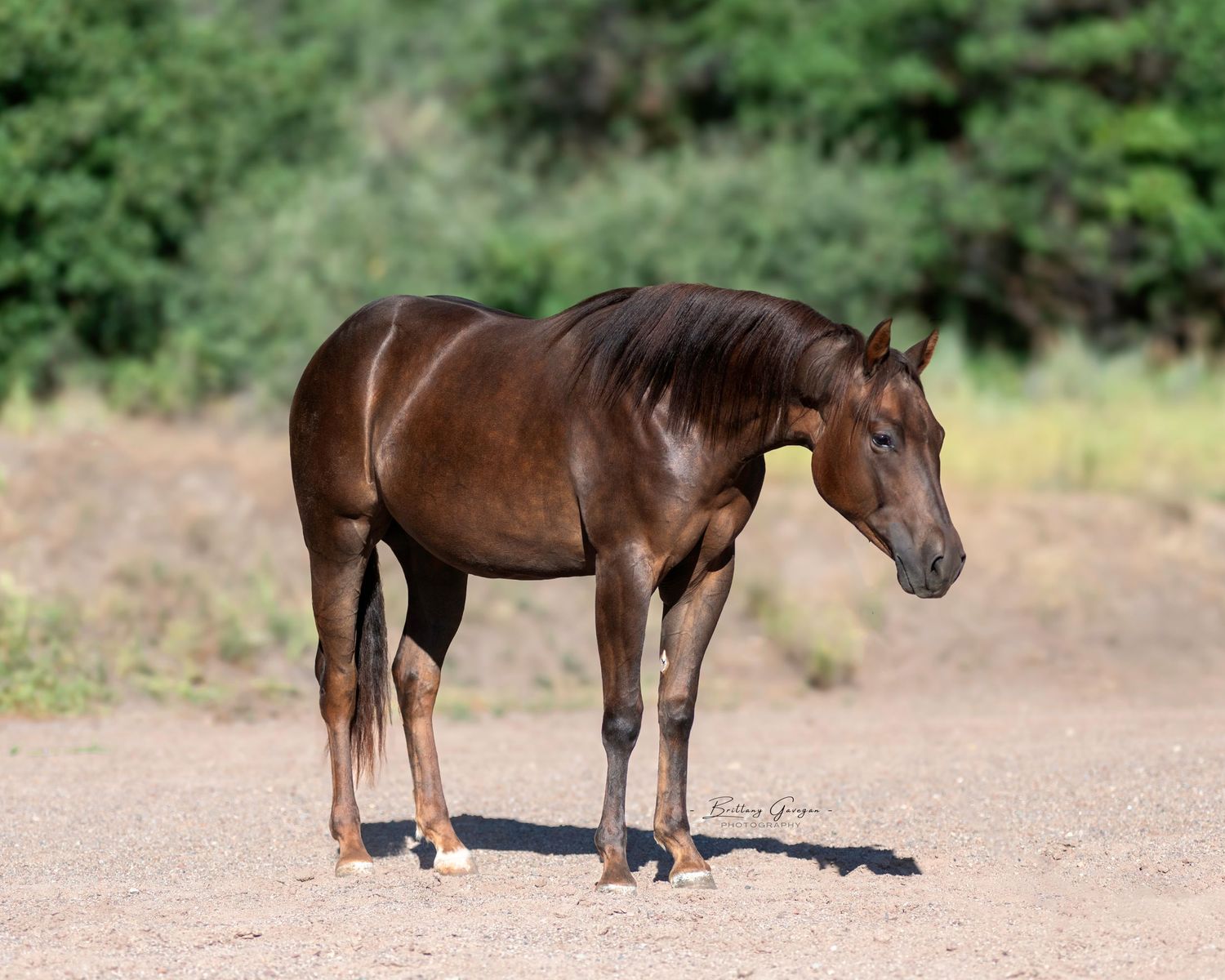 A dark brown horse standing in profile on a dirt path with greenery in background.