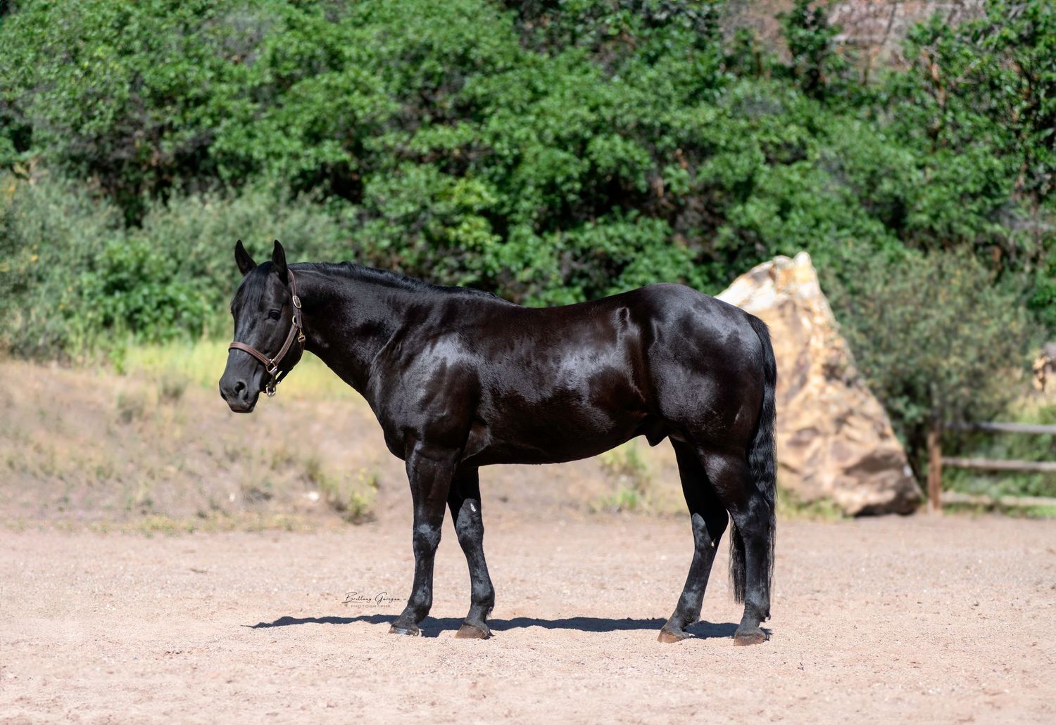 Black horse standing in profile on dirt ground with rock formations in background.