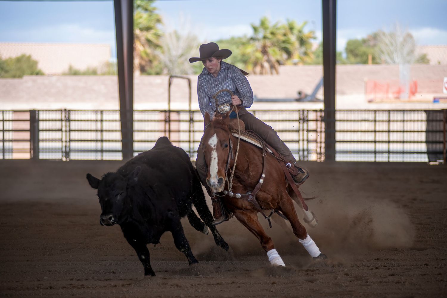 Horse and rider working with a black bull in a dusty indoor arena.