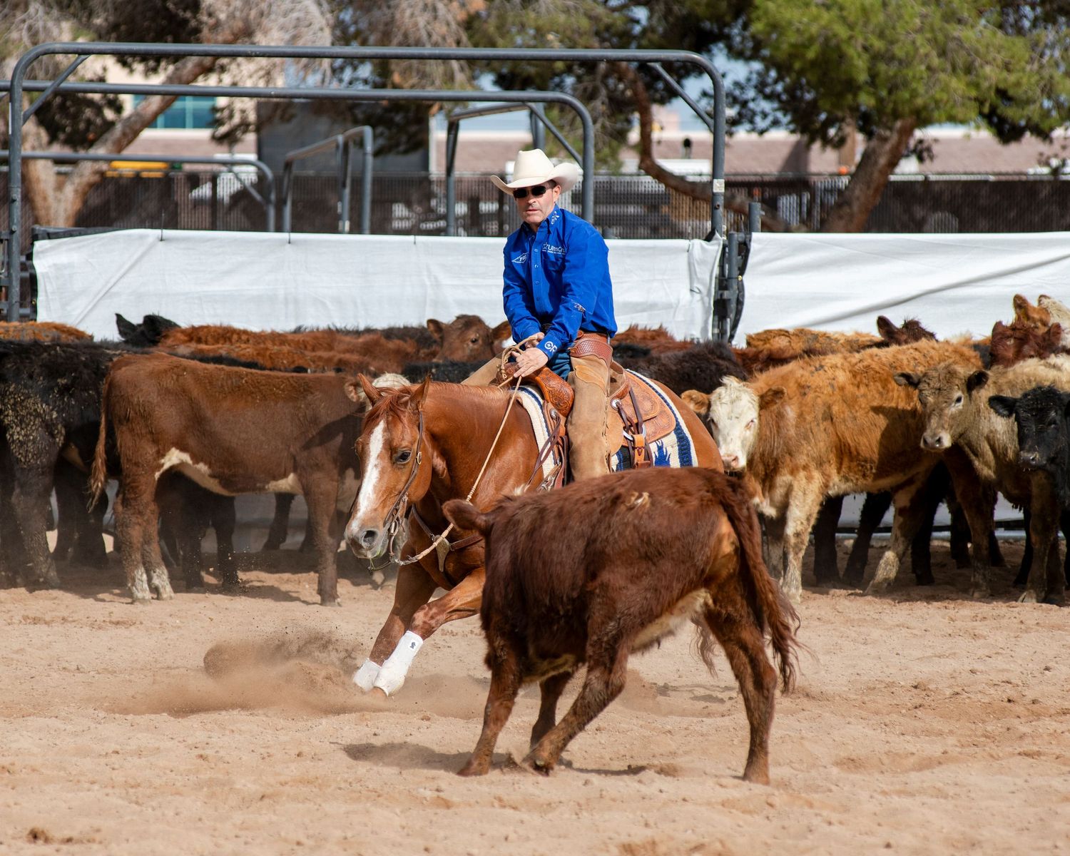Western rider separating cattle during an indoor ranch sorting competition.