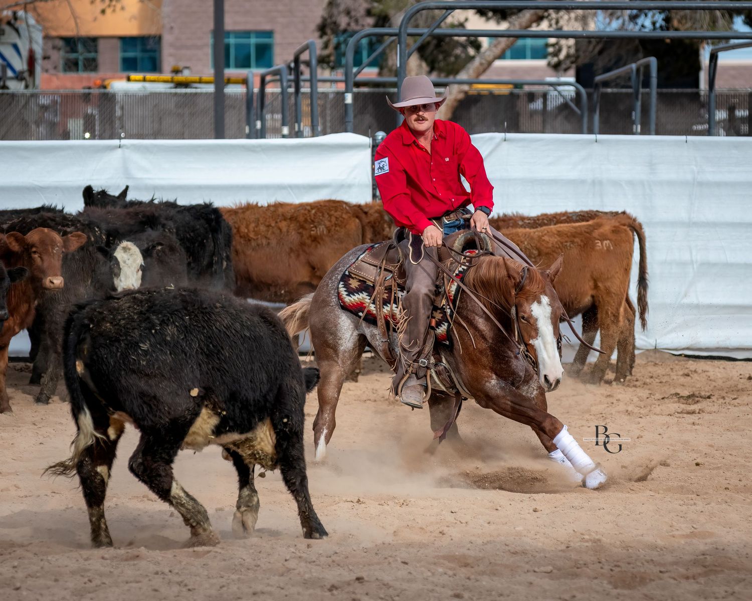 Horses and riders compete in cutting herd work events at a Nevada reined cow horse show.
