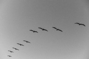 A flock of birds soars across a misty gray sky.