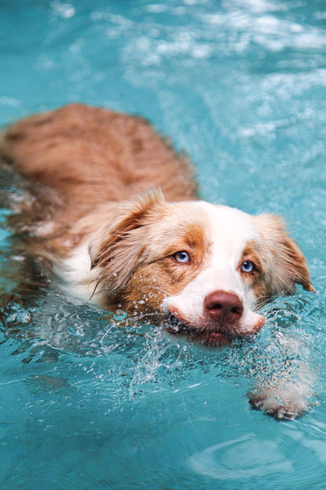 Australian shepherd swimming in bright blue pool water with focused expression.