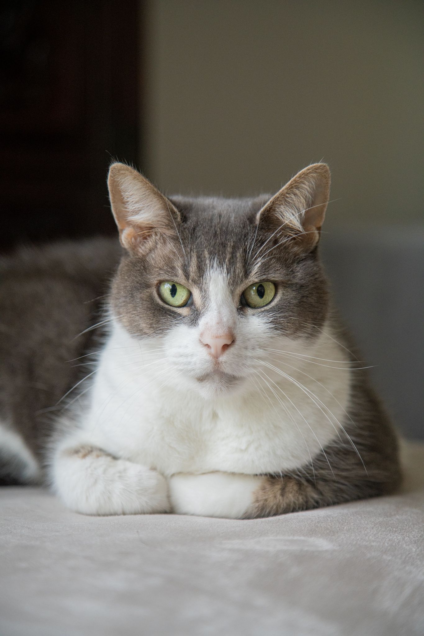 Grey and white cat with striking green eyes resting on a light colored surface.