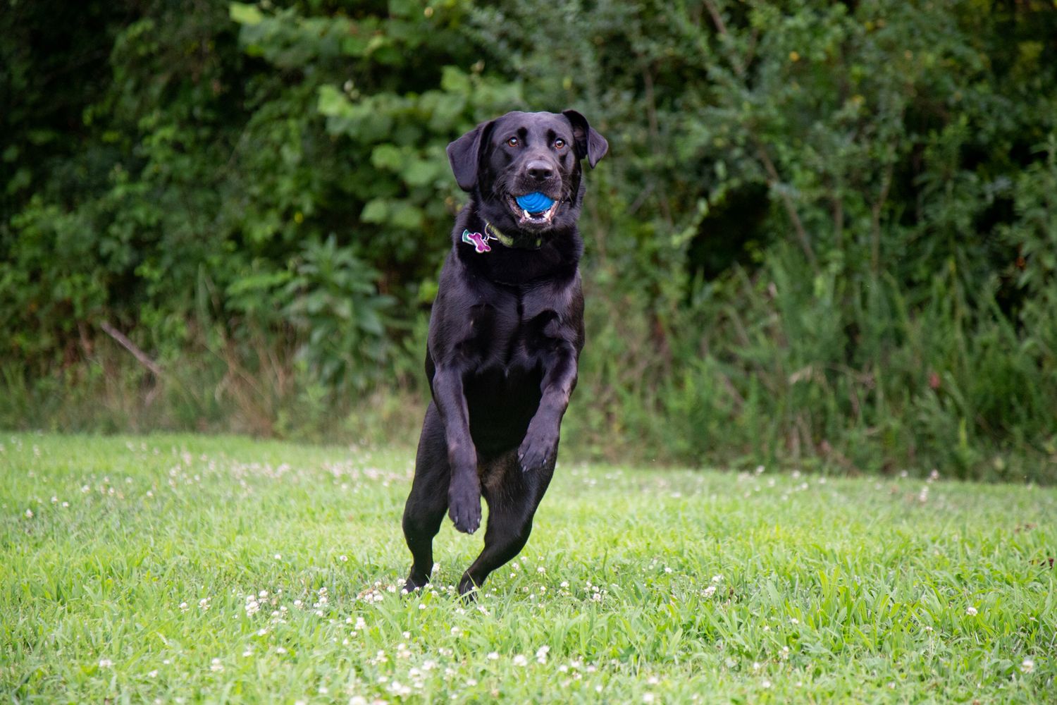 Black Labrador jumping enthusiastically with a blue ball in its mouth on green grass.