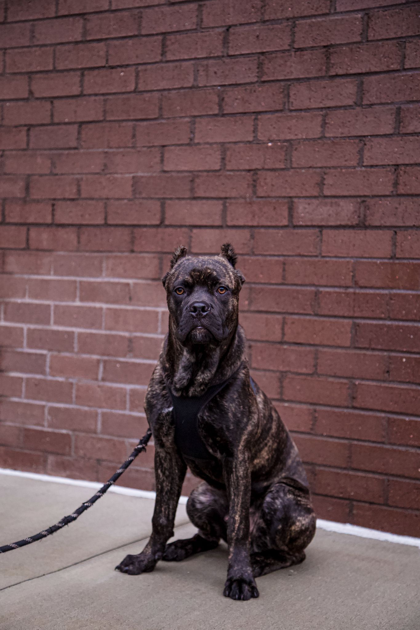Muscular brindle bulldog sitting attentively against a red brick wall.