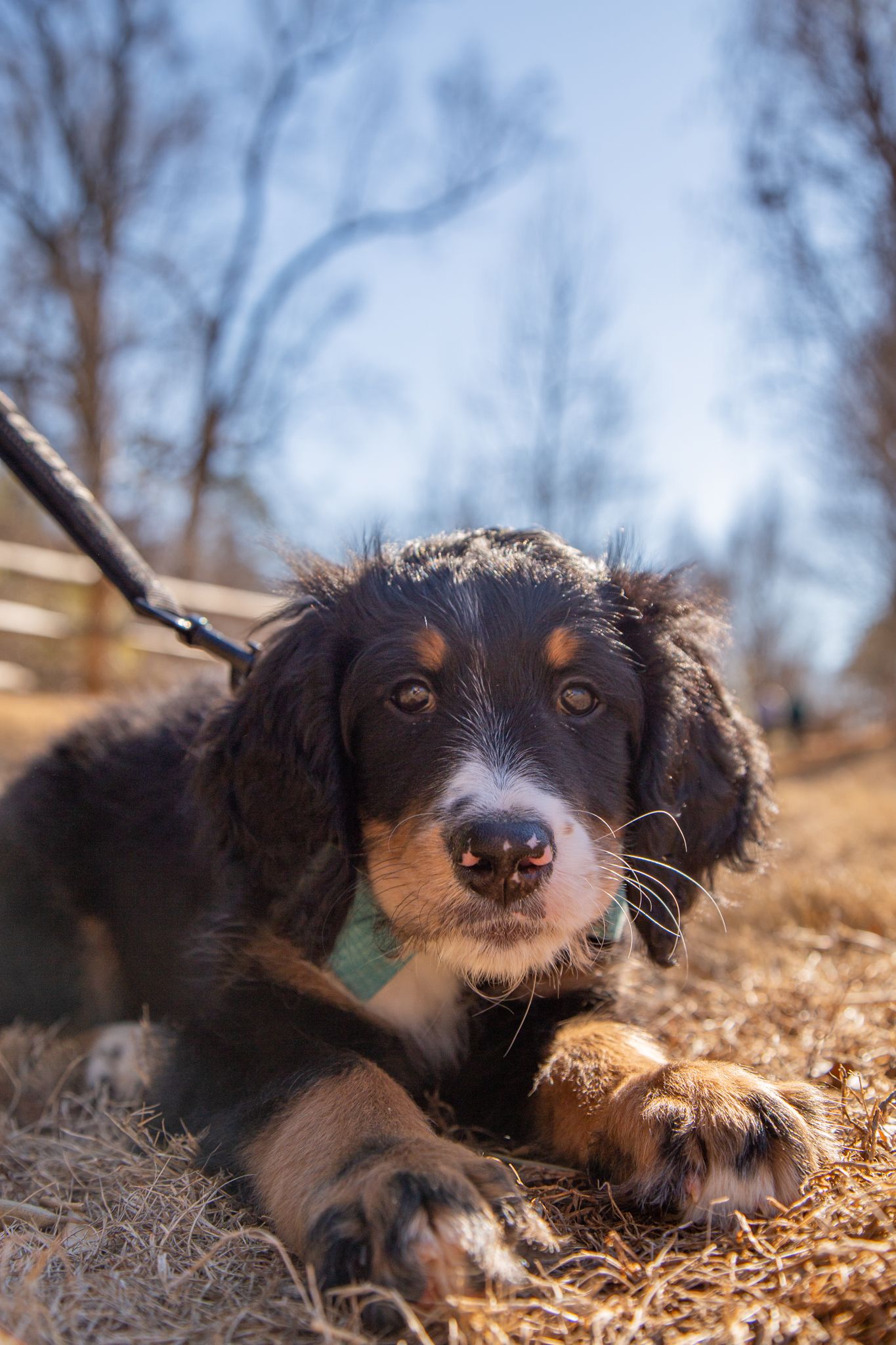 Black and white puppy with expressive eyes lying on dry grass while on a leash.