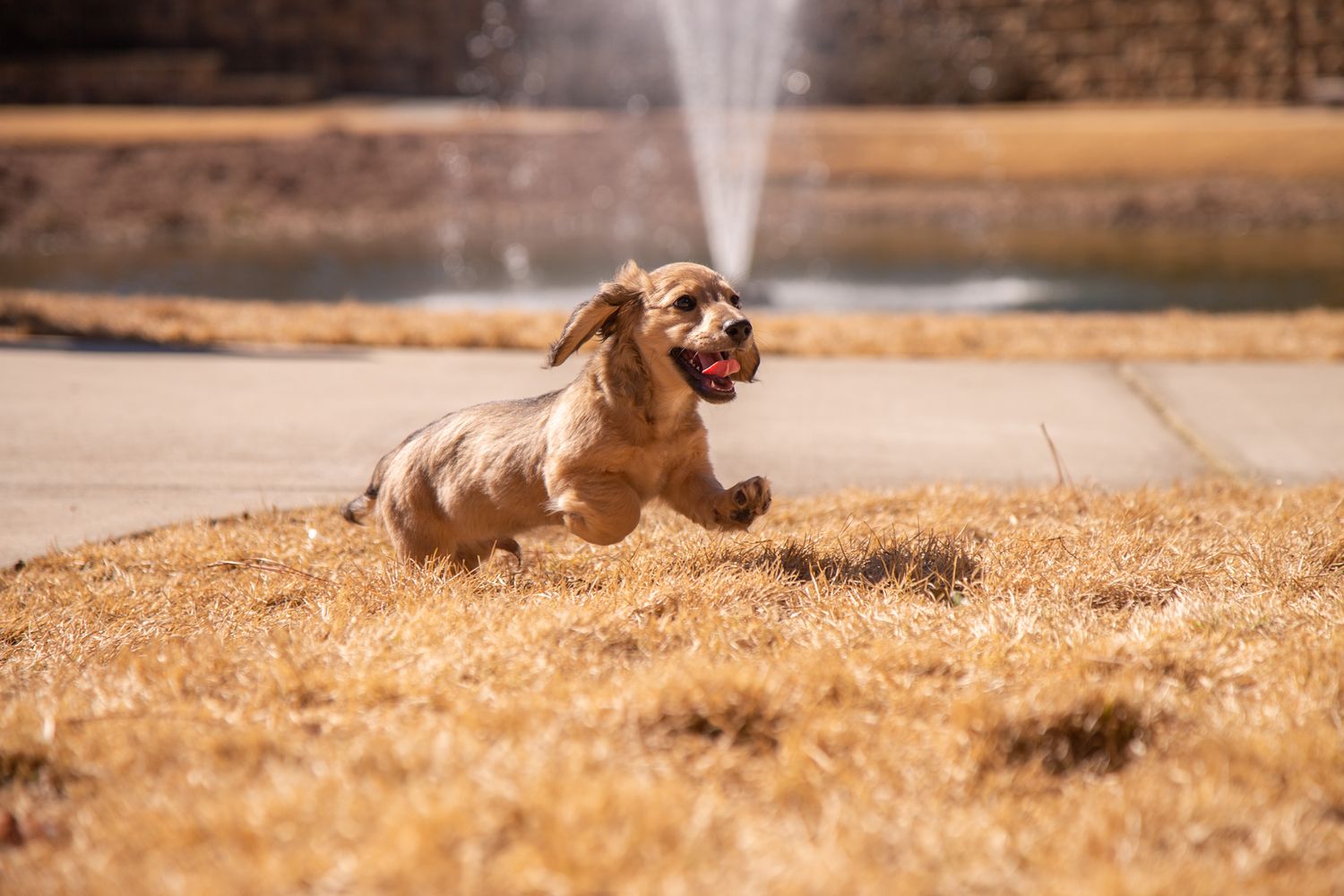 Energetic brown dog leaping and playing in a grassy area with a water fountain in background.