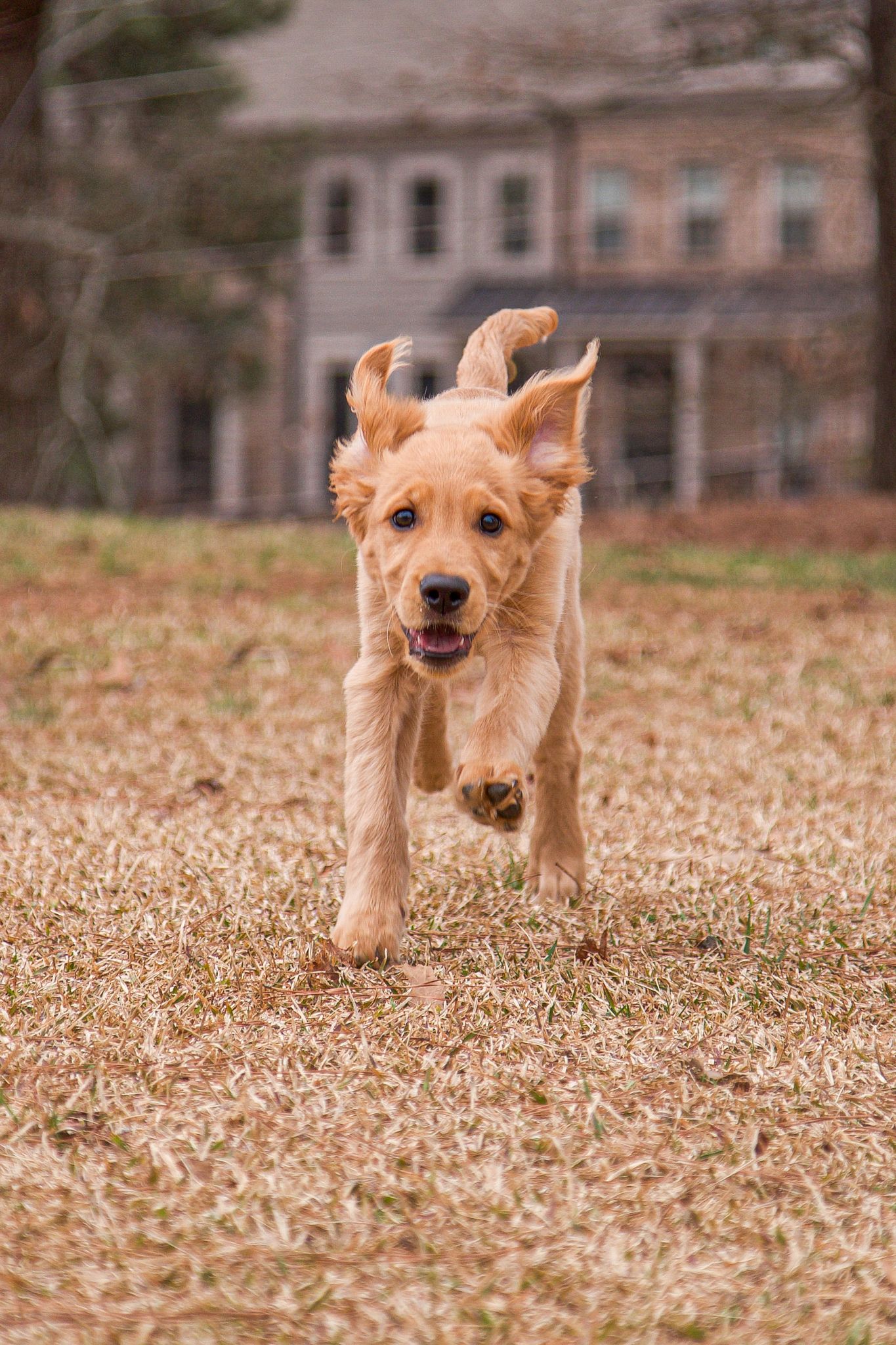 Golden retriever mix running joyfully through autumn leaves with buildings in background.