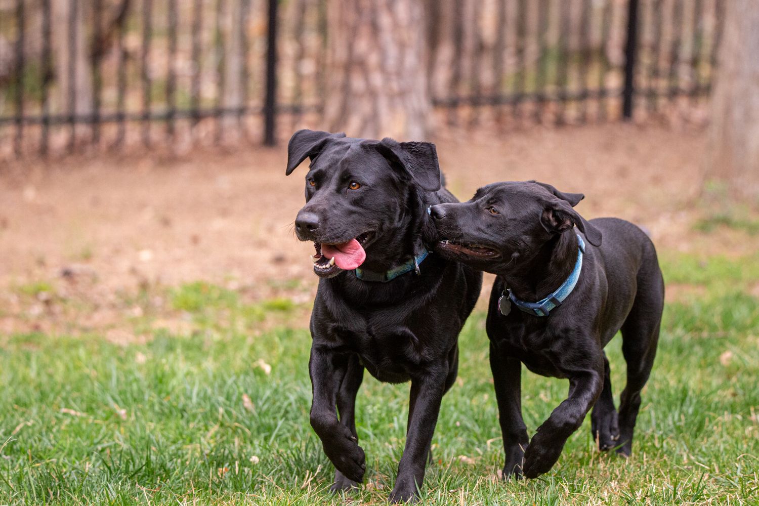 Two black dogs running together playfully on grass with a fence in the background.