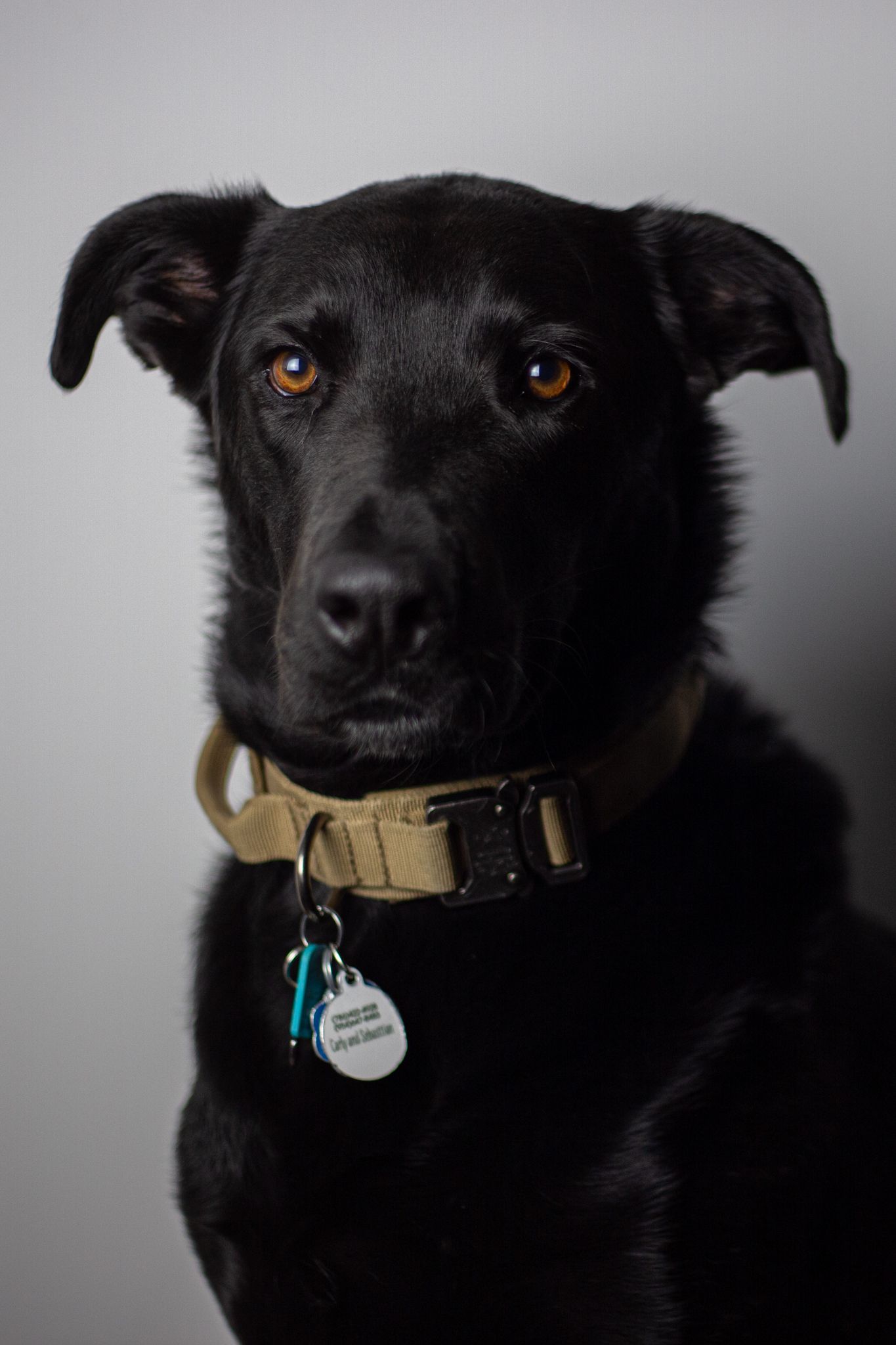 Portrait of a black dog with soulful brown eyes wearing a tan collar.