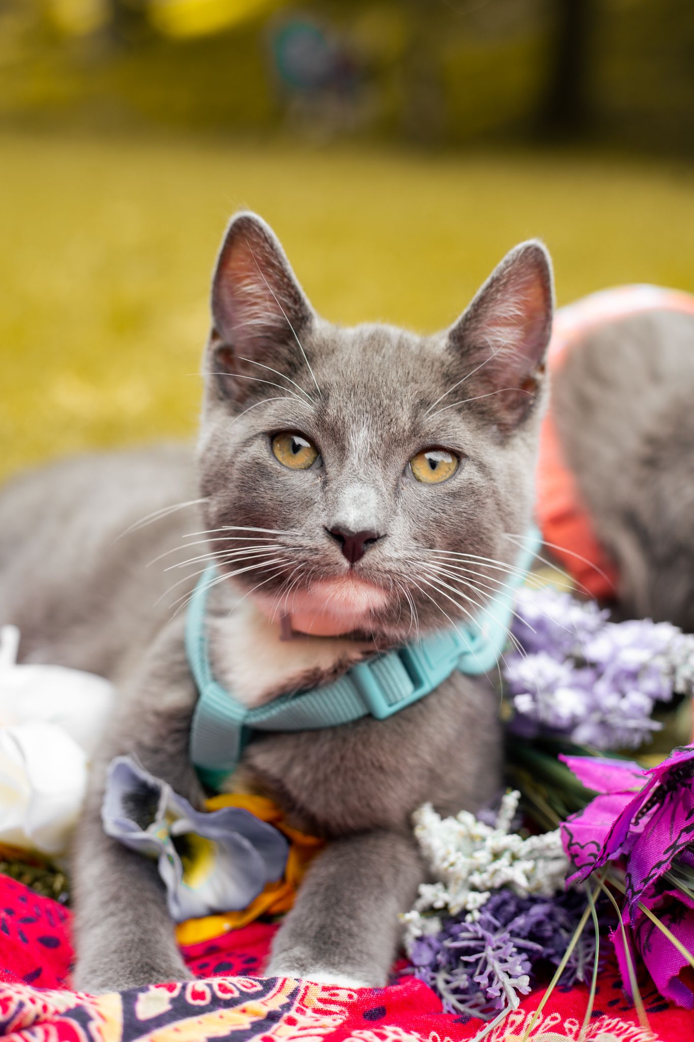 Grey cat wearing turquoise collar rests on colorful floral blanket.