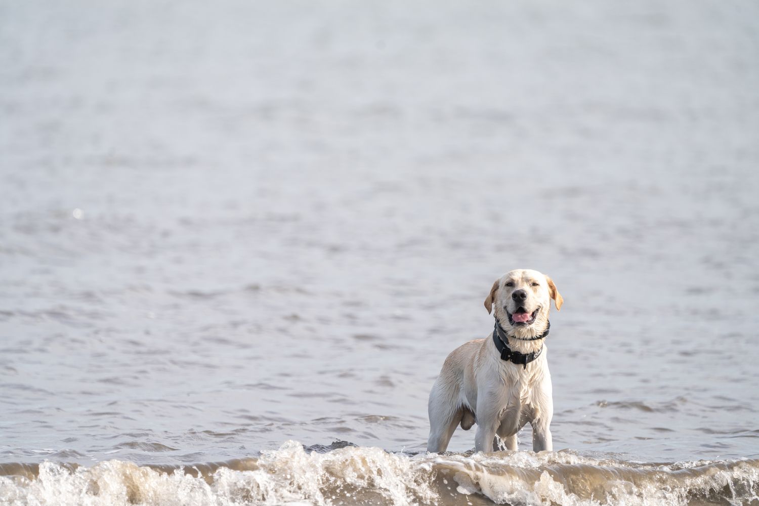 Happy yellow Labrador retriever standing on rocks by the water's edge.