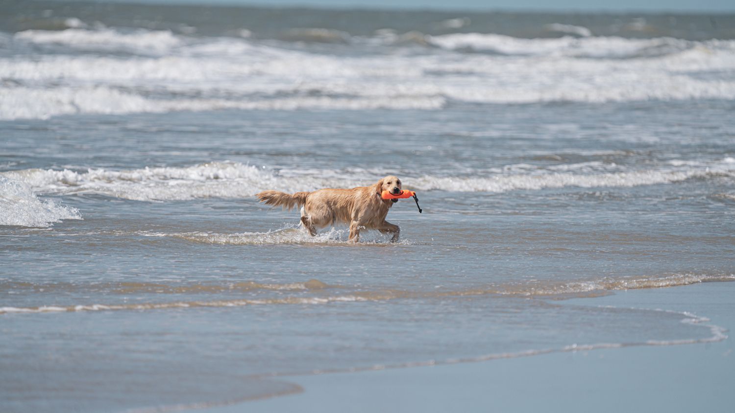 Golden retriever joyfully running through ocean waves at the beach.