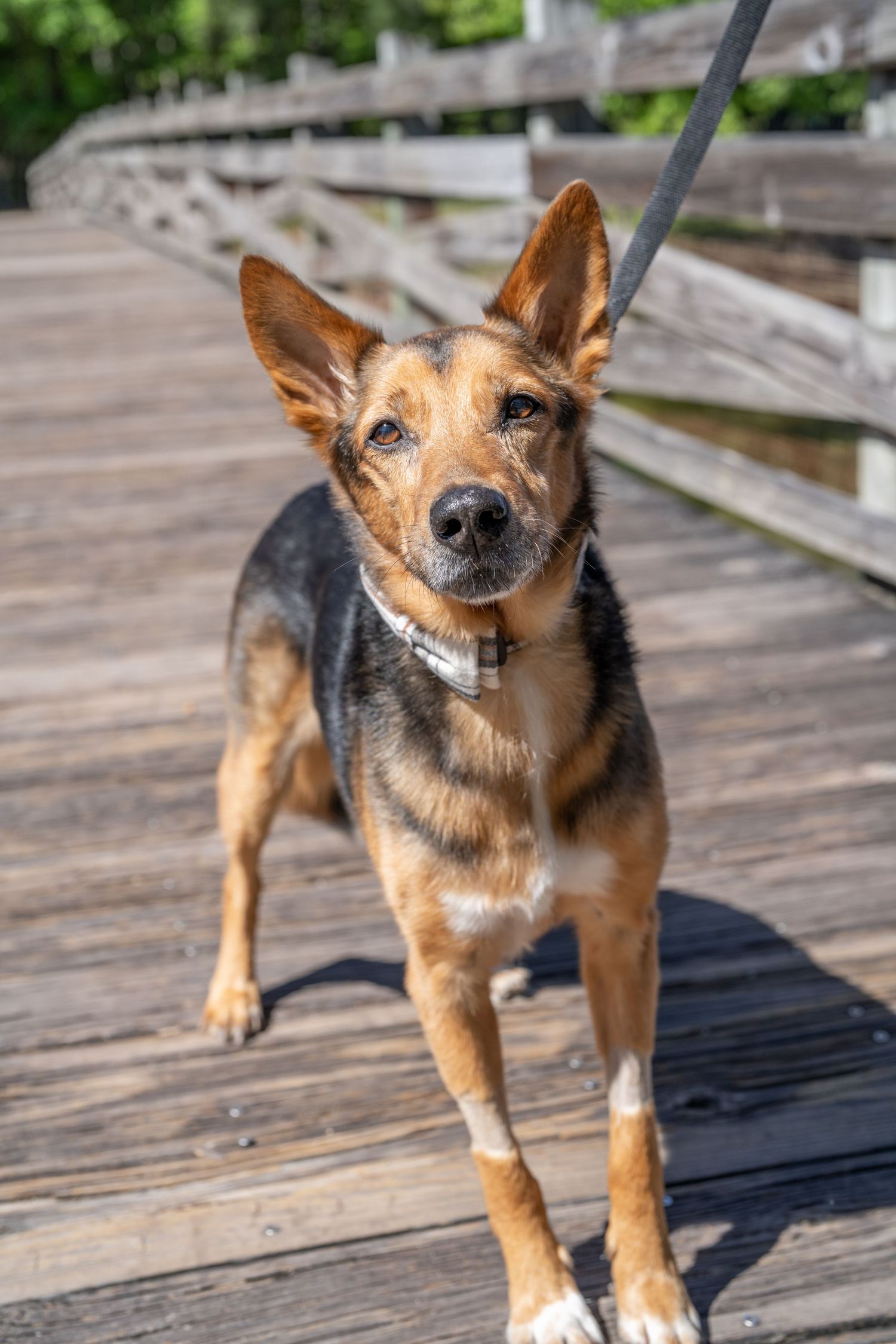 A German Shepherd mix dog with pointed ears stands alertly on a wooden boardwalk.
