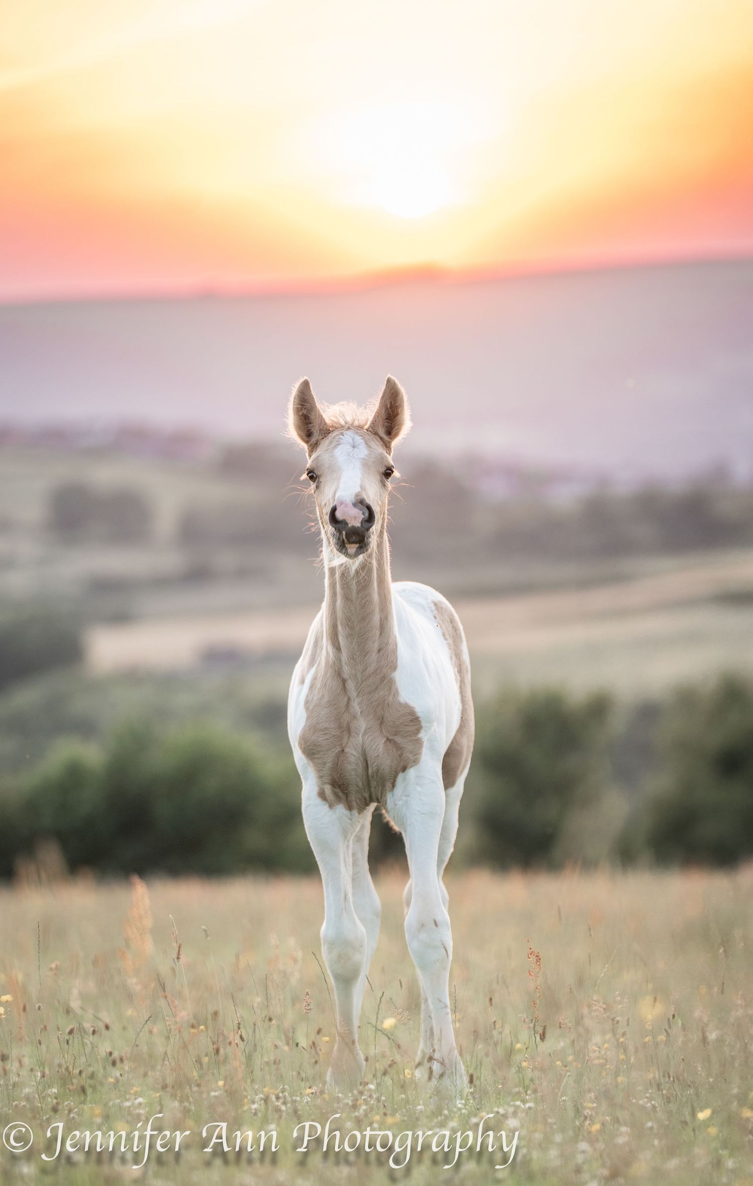 Black and white pinto horses standing together in a misty field.