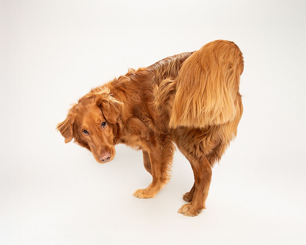 Golden retriever puppy around 3 years old on a white backdrop