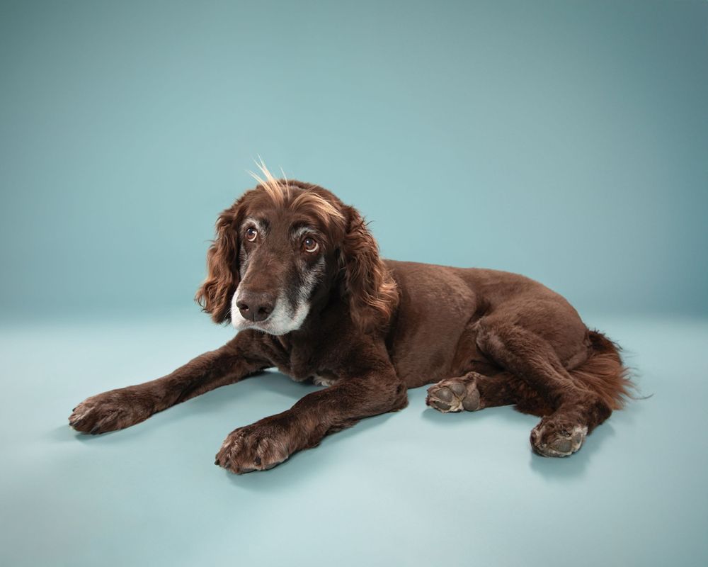 Dog Photographer Chilliwack, Chilliwack Dog Photographer, Dog Photographer, Fraser Valley Dog Photographer