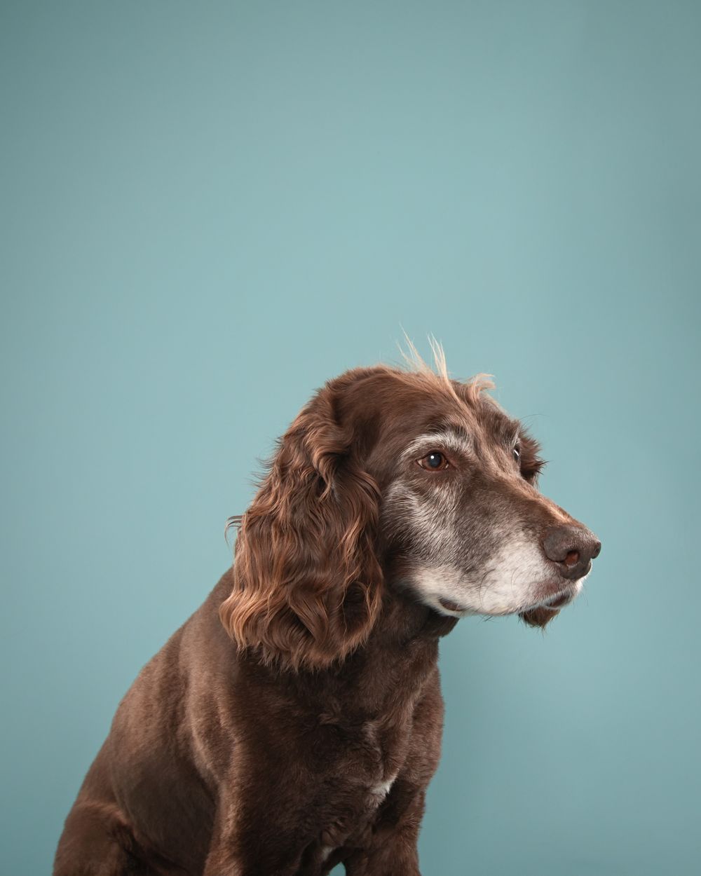 Dog Photographer Chilliwack, Chilliwack Dog Photographer, Dog Photographer, Fraser Valley Dog Photographer