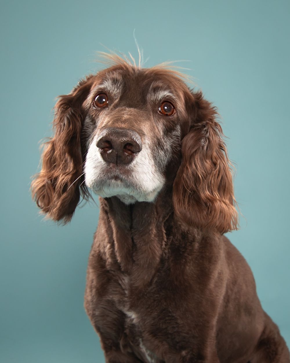 Dog Photographer Chilliwack, Chilliwack Dog Photographer, Dog Photographer, Fraser Valley Dog Photographer