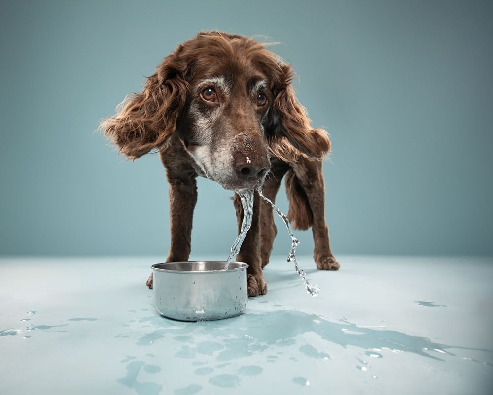 Dog Photographer Chilliwack, Chilliwack Dog Photographer, Dog Photographer, Fraser Valley Dog Photographer