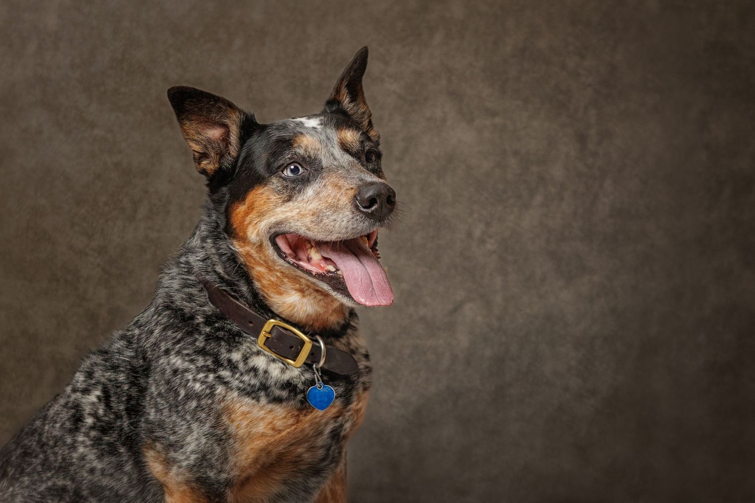 Close-up portrait of a happy Blue Heeler dog with spotted coat against brown background.