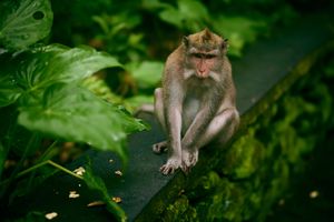 Wild monkey sitting on dark surface surrounded by green foliage.